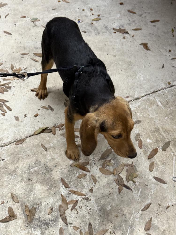 Bailey — thumbnail 4