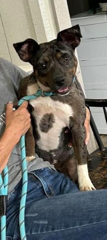Enlarge Wiggles, an adopted mixed breed in Paris, TX image 3/3