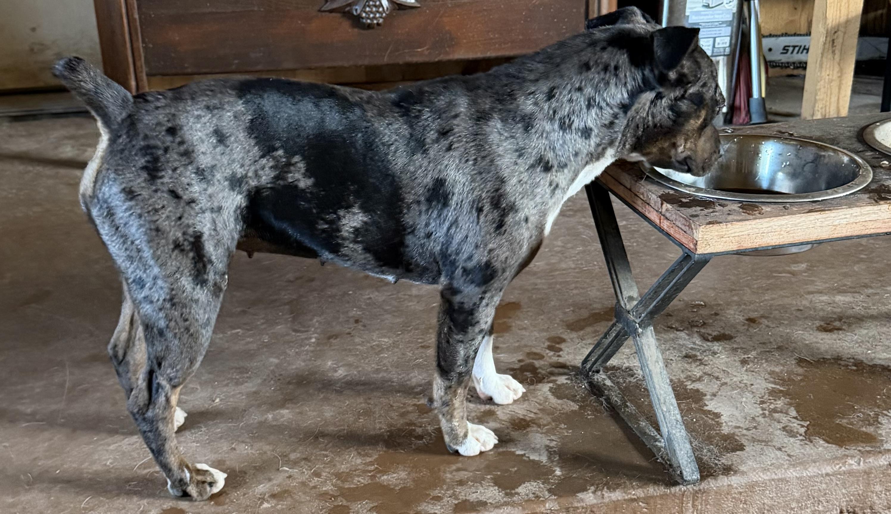 Enlarge Wiggles, an adopted mixed breed in Paris, TX image 2/3