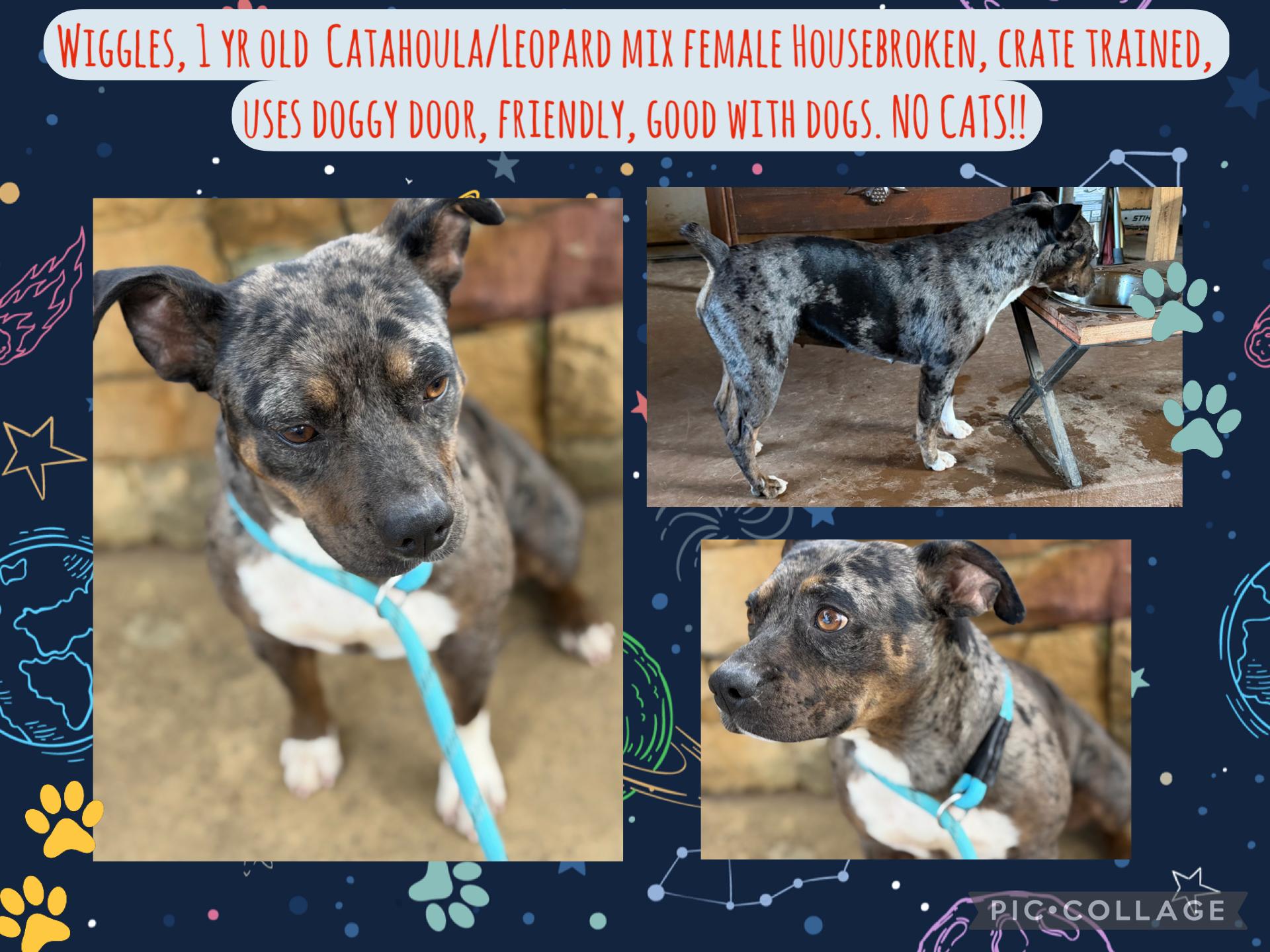 Wiggles, adopted, Young Female Catahoula Leopard Dog & American Bully.