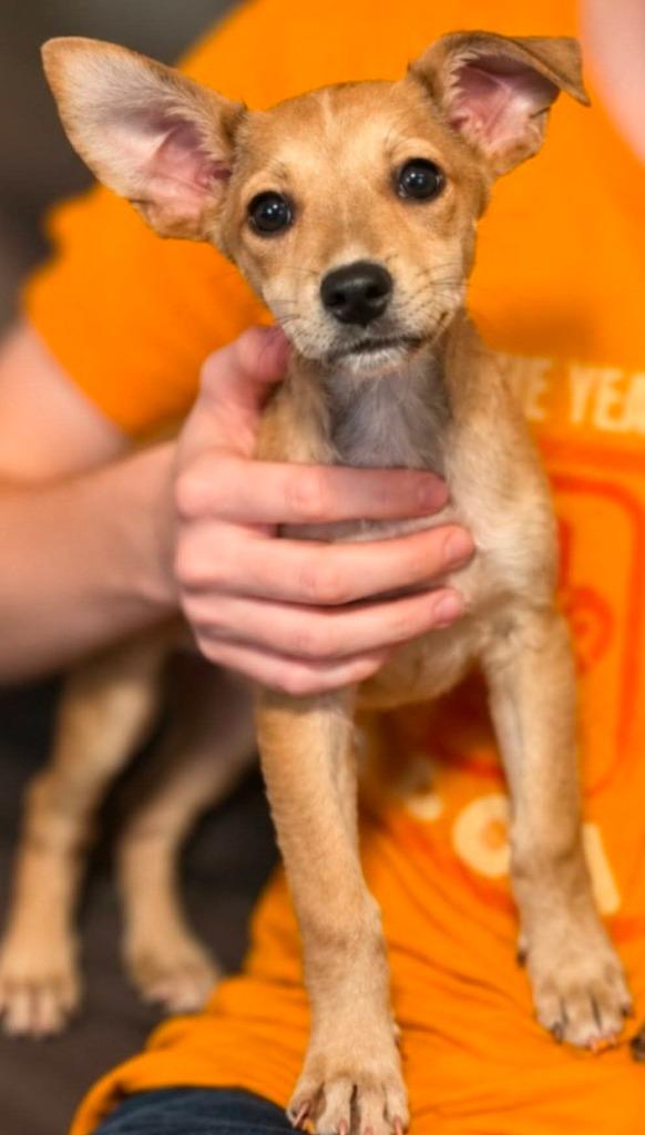 Enlarge Trixie Harrington, a Adoptable mixed breed in El Dorado, AR image 1/1