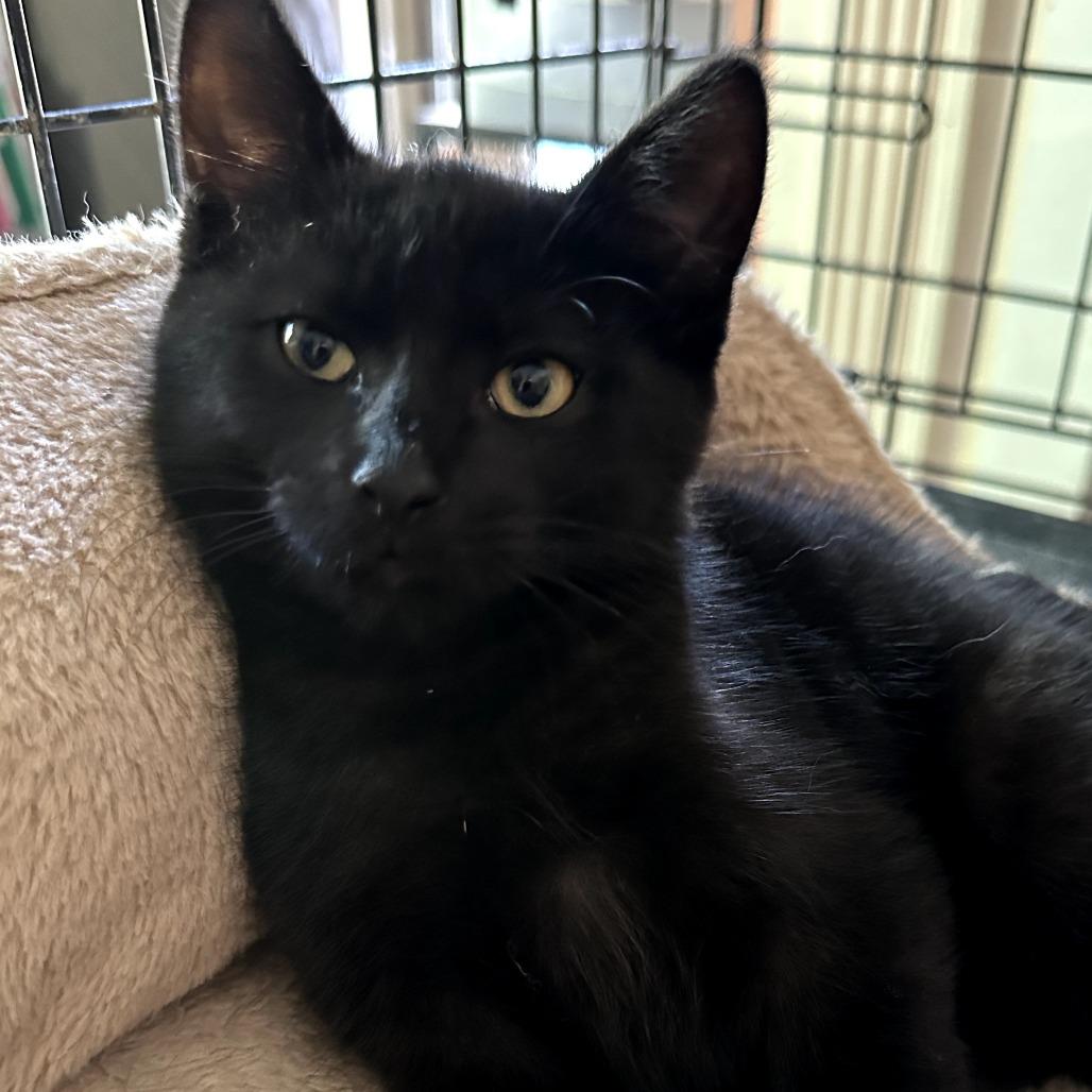 Sammy, Adoptable, Kitten Male Domestic Short Hair.