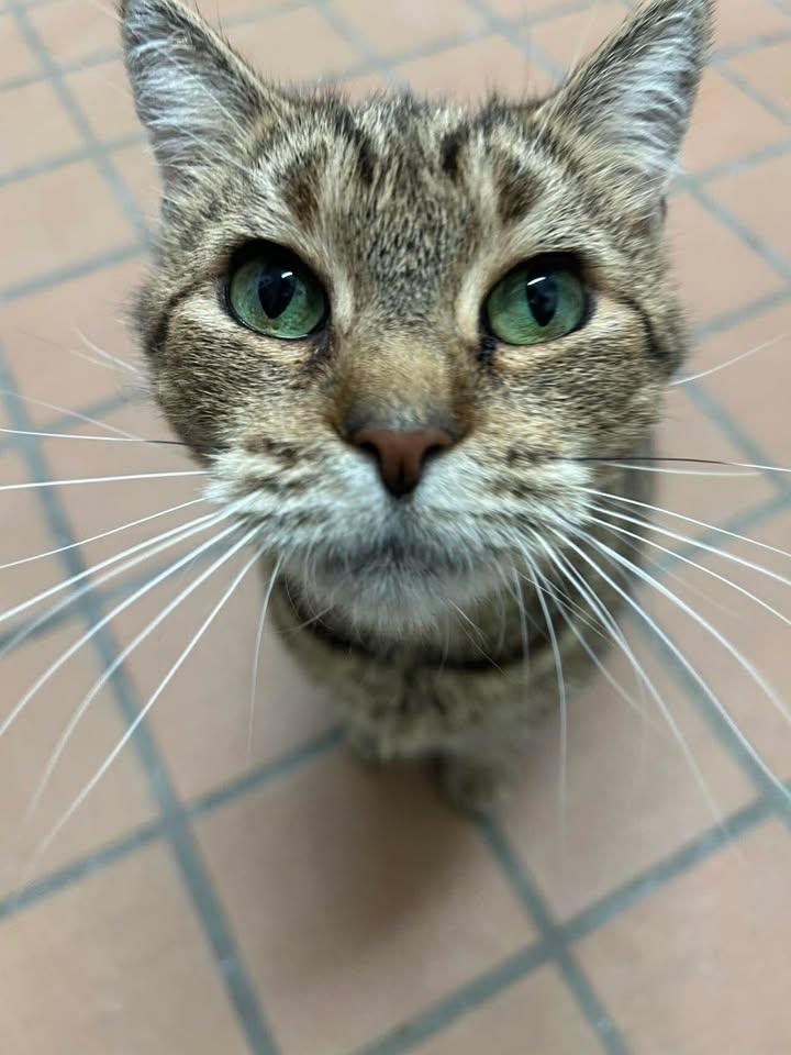 Muffy, a Adoptable Domestic Short Hair in Stamford, CT image 1/3