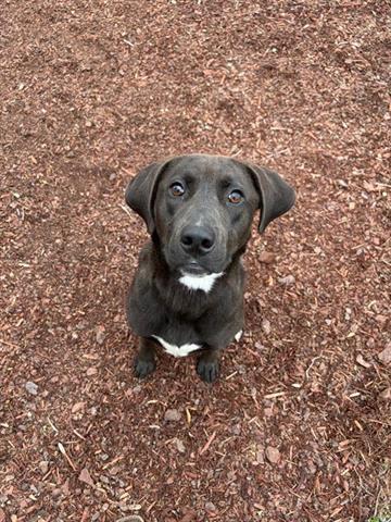 CLOVER, Adoptable, Adult Female Labrador Retriever & Mixed Breed.