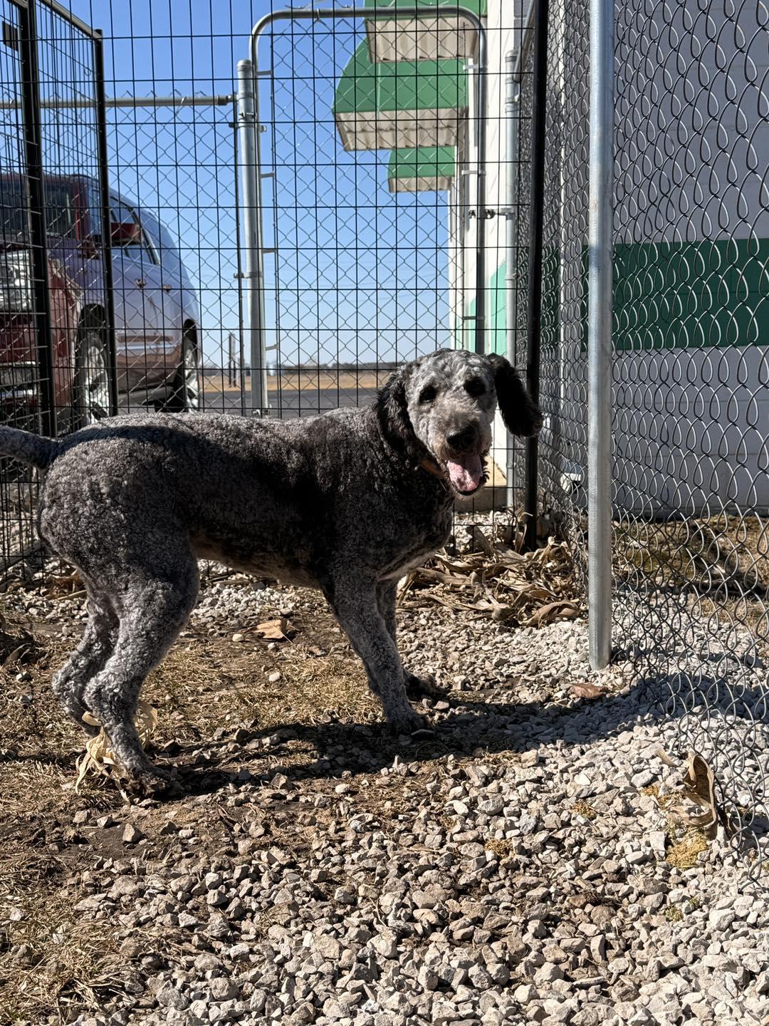 Bailey, ADOPTABLE, Adult Female Poodle.