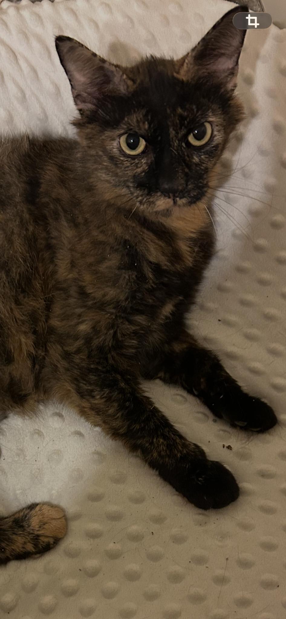 Lucy, a ADOPTABLE Domestic Medium Hair in Charlotte, NC image 2/4