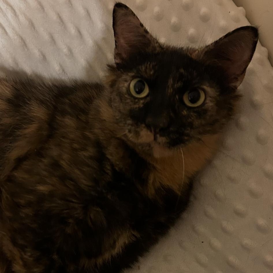 Lucy, a ADOPTABLE Domestic Medium Hair in Charlotte, NC image 4/4