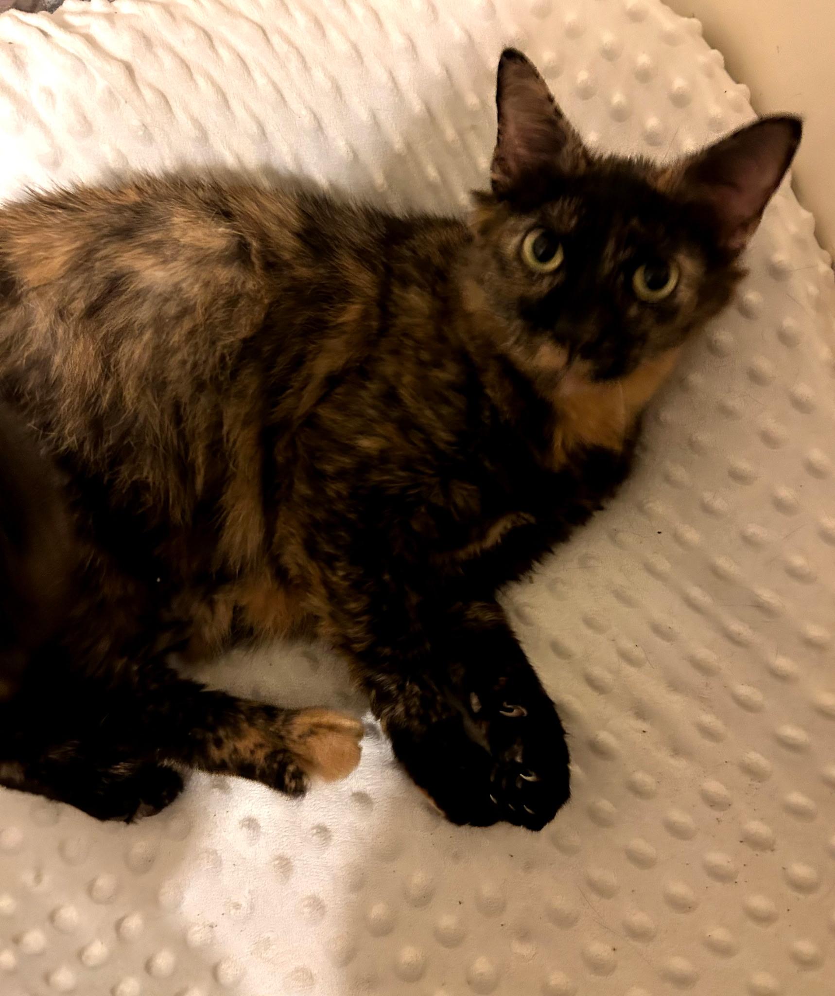 Lucy, ADOPTABLE, Young Female Domestic Medium Hair.