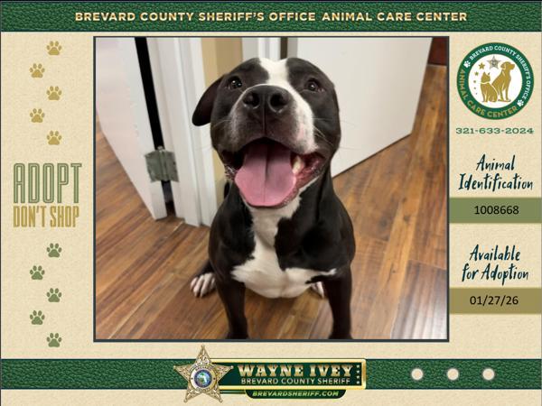 Stuart, Adoptable, Adult Male Mixed Breed.