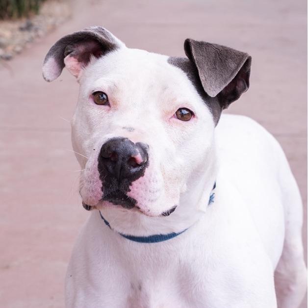 Summer, Adoptable, Adult Female Pit Bull Terrier.