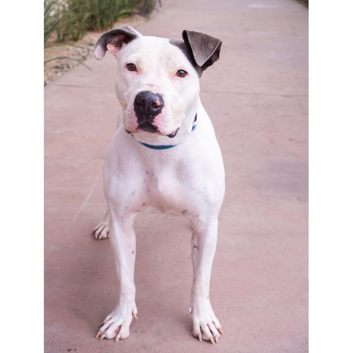 Enlarge Summer, a Adoptable Pit Bull Terrier in Palm Springs, CA image 2/3