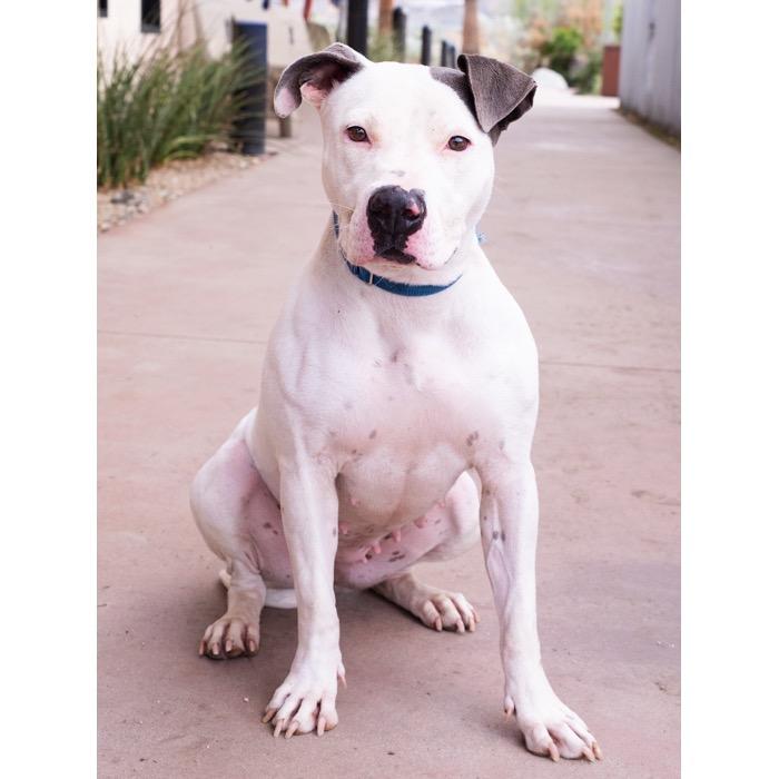 Enlarge Summer, a Adoptable Pit Bull Terrier in Palm Springs, CA image 3/3
