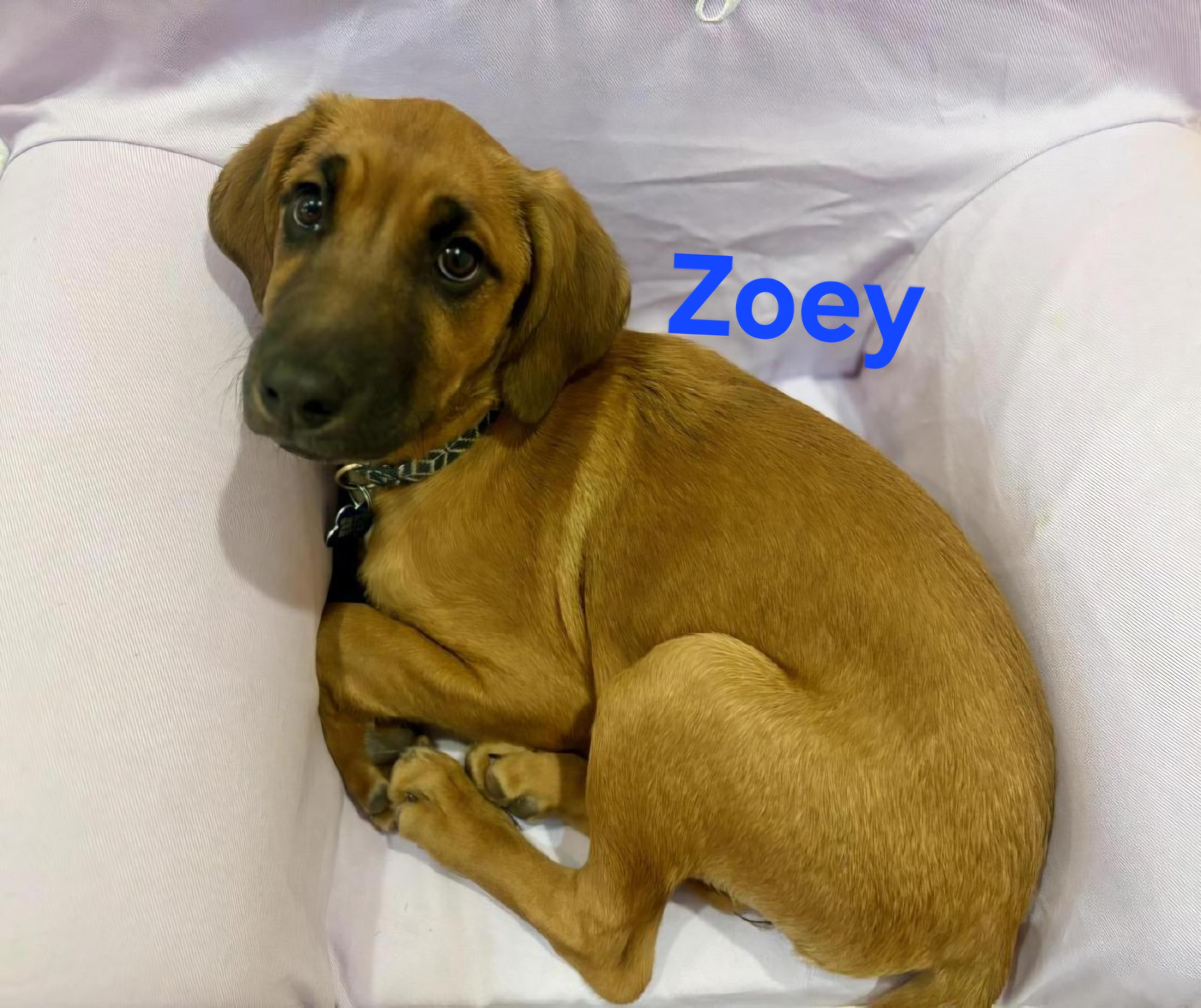 Zoey, an adopted mixed breed in Pinedale, WY image 1/4