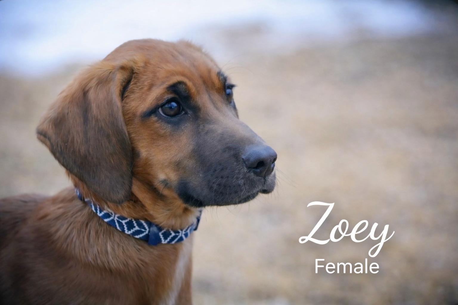 Zoey, a ADOPTABLE mixed breed in Pinedale, WY image 1/3