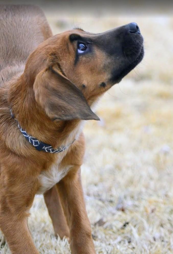 Zoey, a ADOPTABLE mixed breed in Pinedale, WY image 2/3