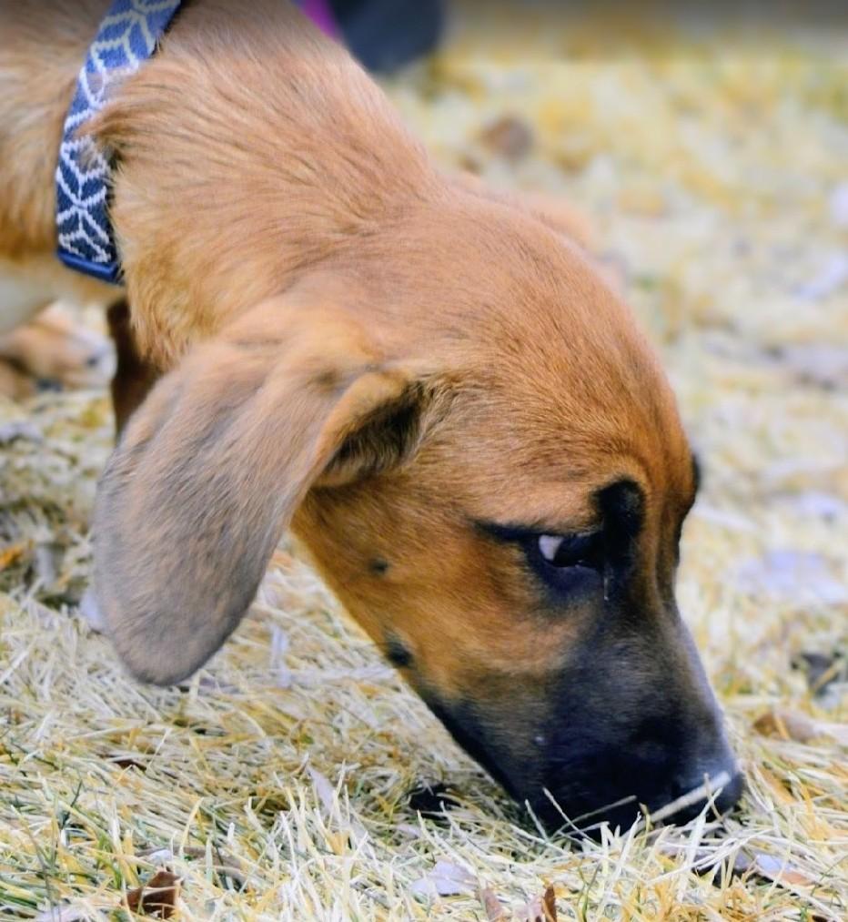 Zoey, a ADOPTABLE mixed breed in Pinedale, WY image 3/3
