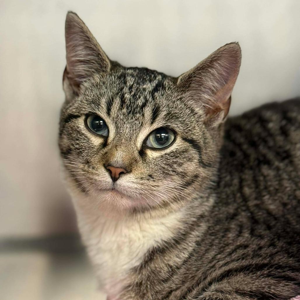 Enlarge Nick, a Adoptable Domestic Short Hair in Martinsville, VA image 1/1