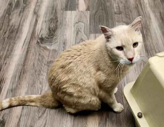 Enlarge Finn-FIV Positive, a Adoptable Domestic Short Hair in Yardley, PA image 1/2