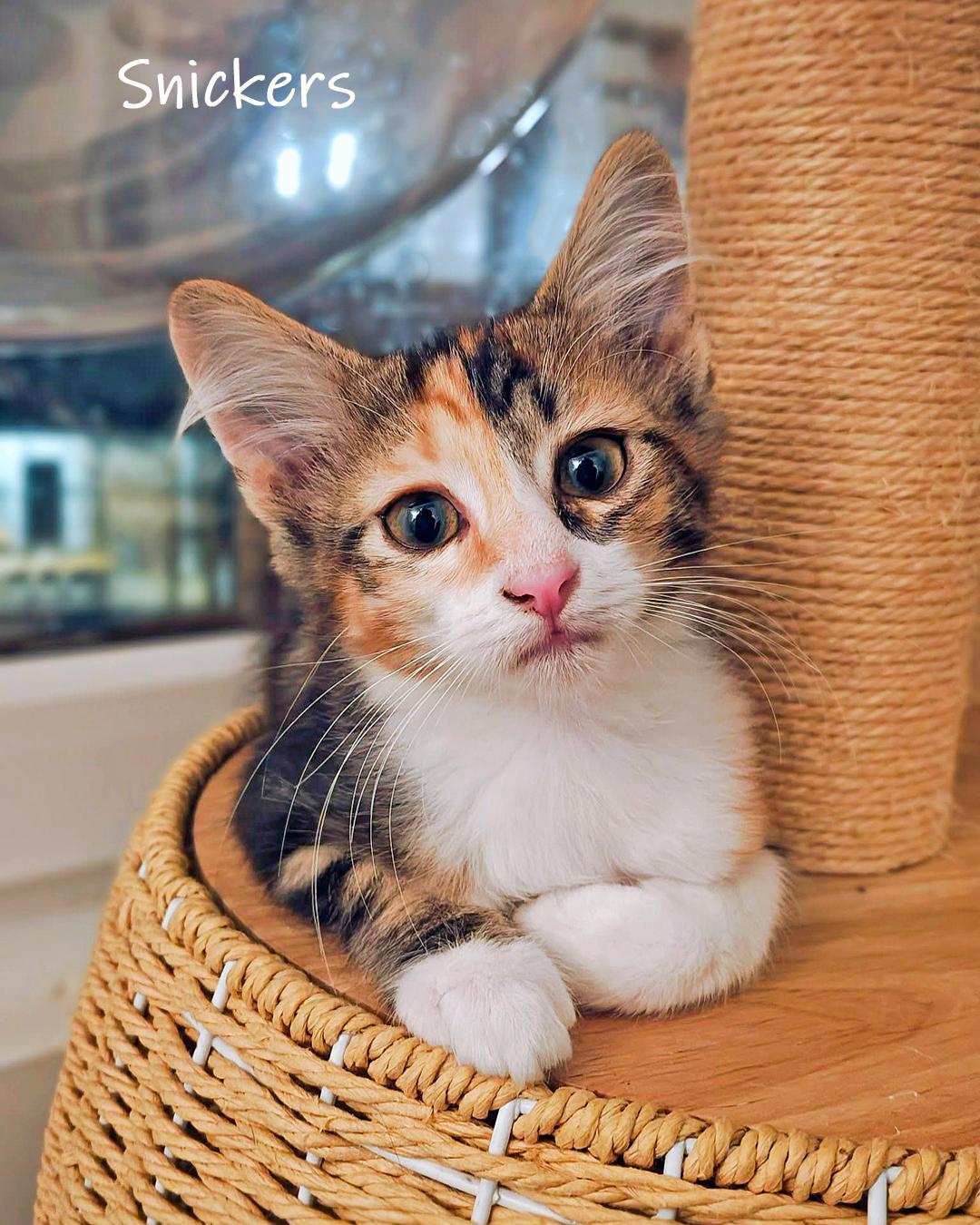 Enlarge Snickers, an adopted Domestic Short Hair in Chicago, IL image 2/4