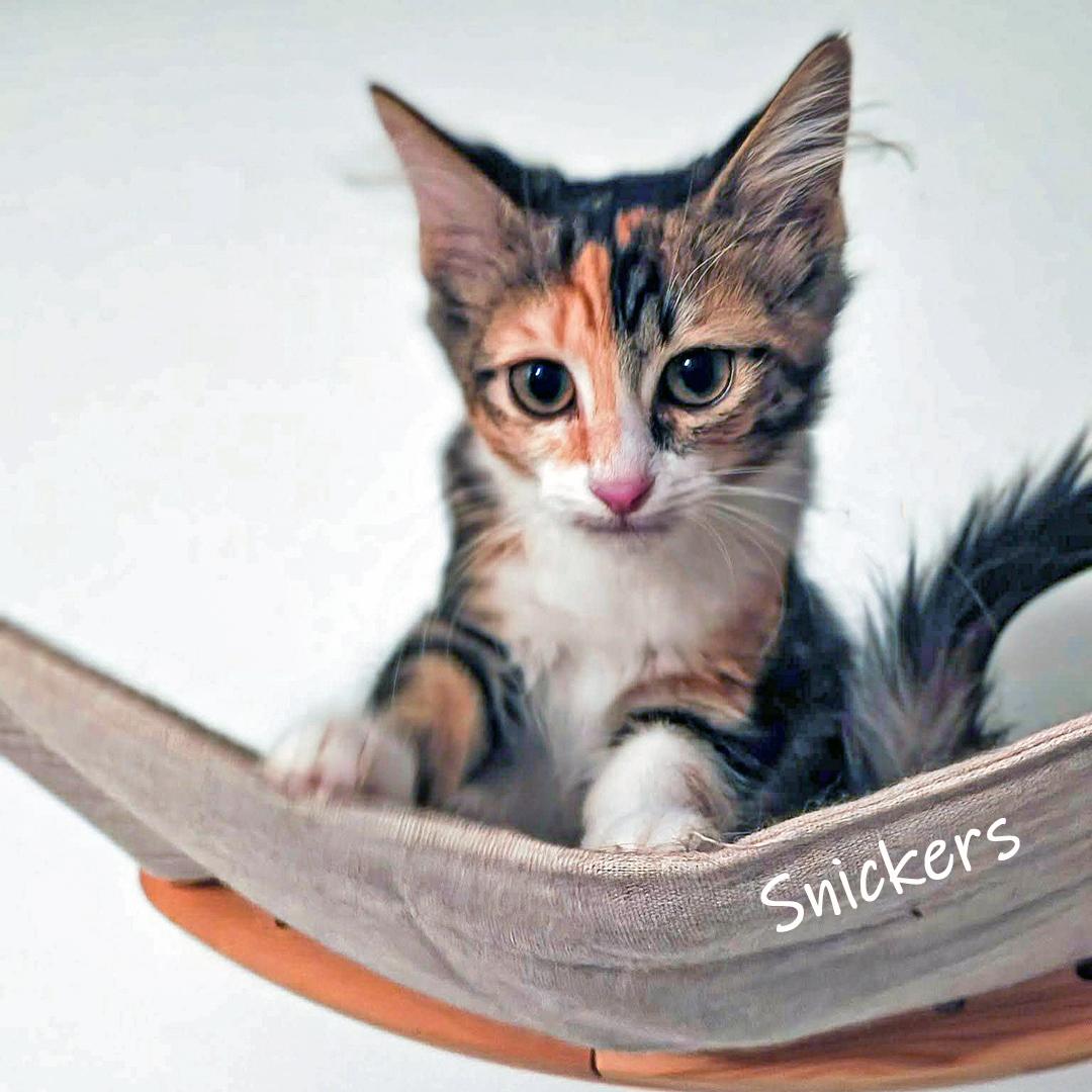 Enlarge Snickers, an adopted Domestic Short Hair in Chicago, IL image 3/4