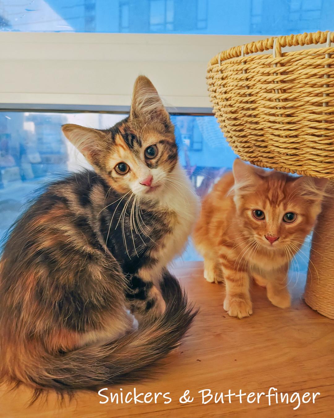 Enlarge Snickers, an adopted Domestic Short Hair in Chicago, IL image 4/4