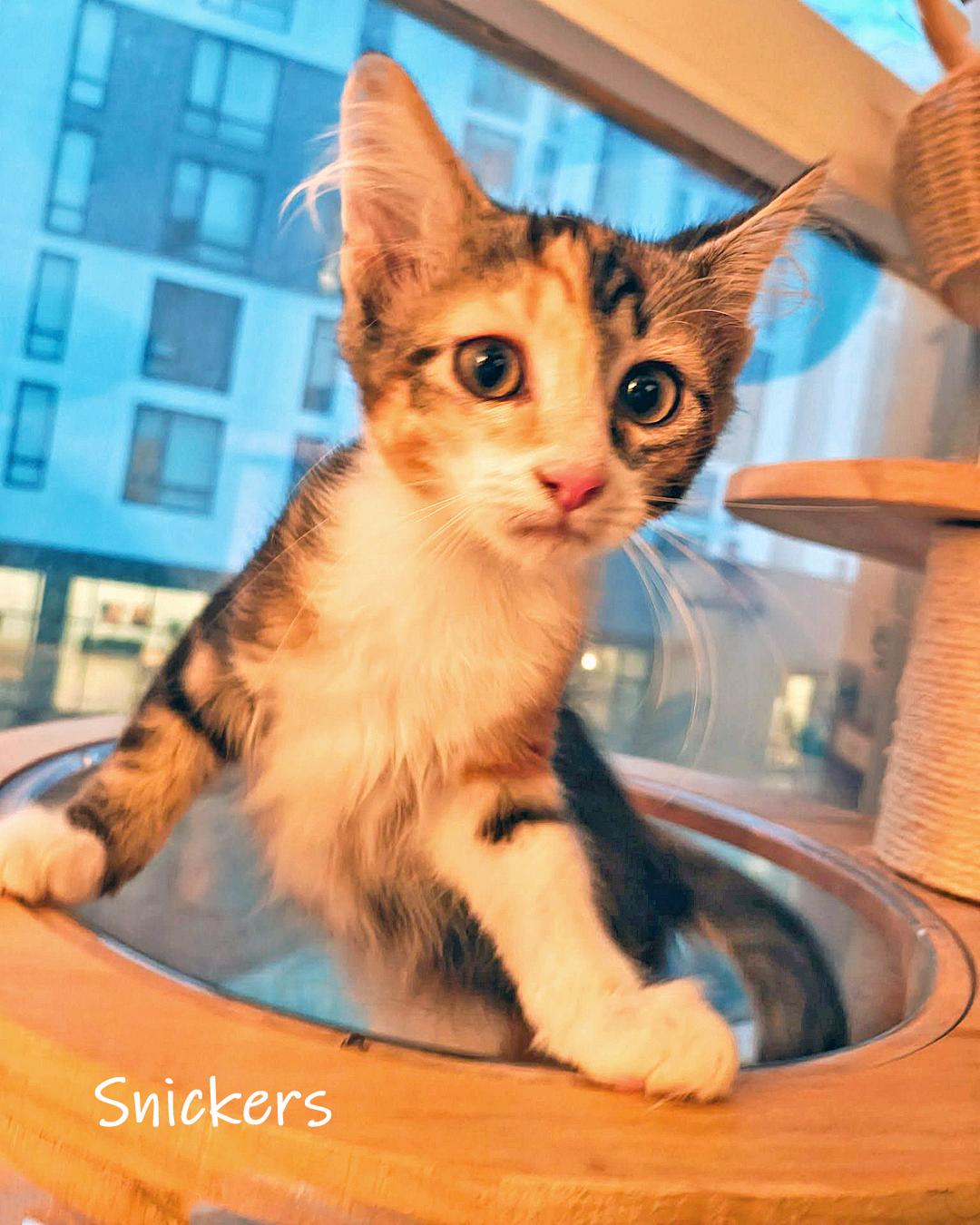 Snickers, adopted, Young Female Domestic Short Hair.