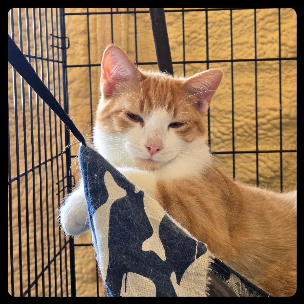 Tango, Adoptable, Young Male Domestic Short Hair.