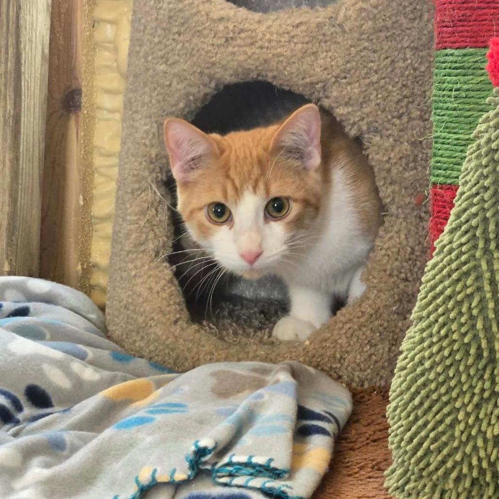 Tango, a Adoptable Domestic Short Hair in Park Falls, WI image 2/2