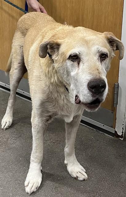 CHUNK, Adoptable, Senior Male Labrador Retriever & Mixed Breed.