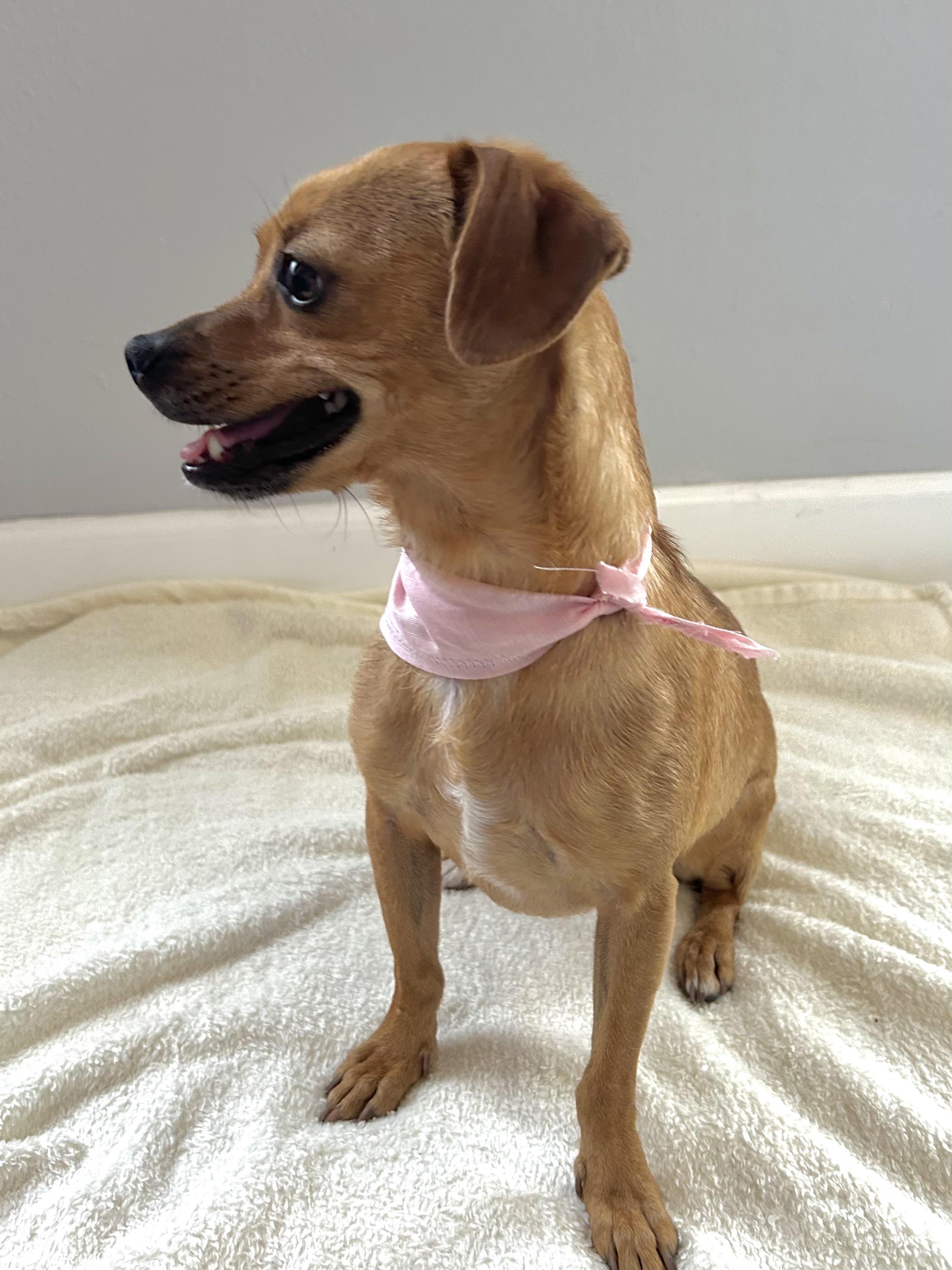 Enlarge Ruby & Rosie, an adopted mixed breed in Huntington Beach, CA image 4/6