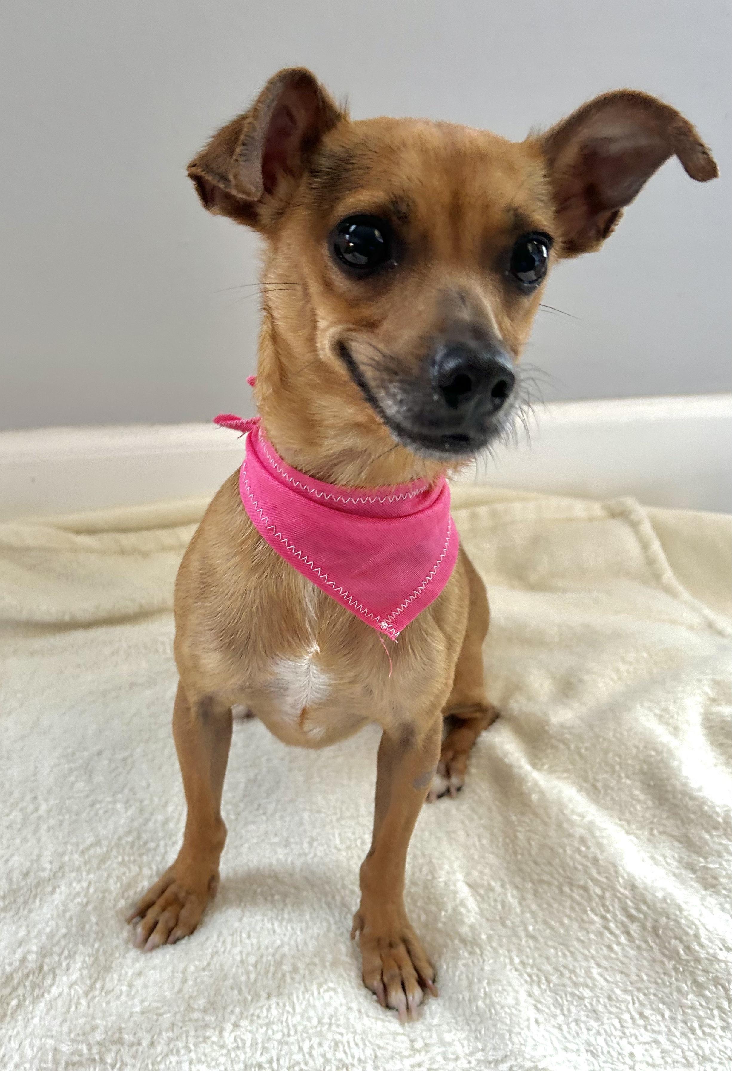 Enlarge Ruby & Rosie, an adopted mixed breed in Huntington Beach, CA image 5/6