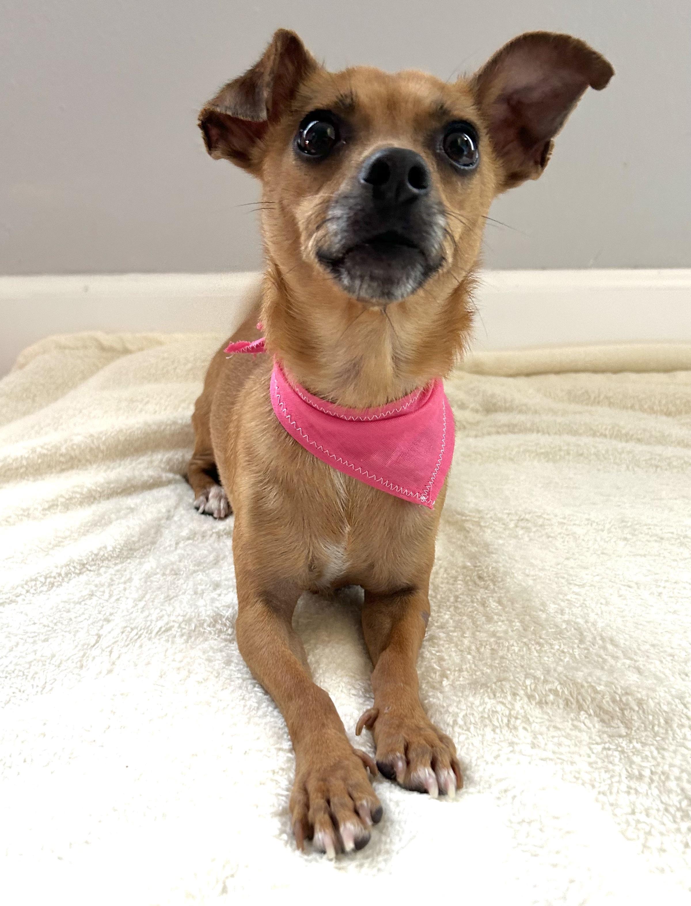 Enlarge Ruby & Rosie, an adopted mixed breed in Huntington Beach, CA image 6/6