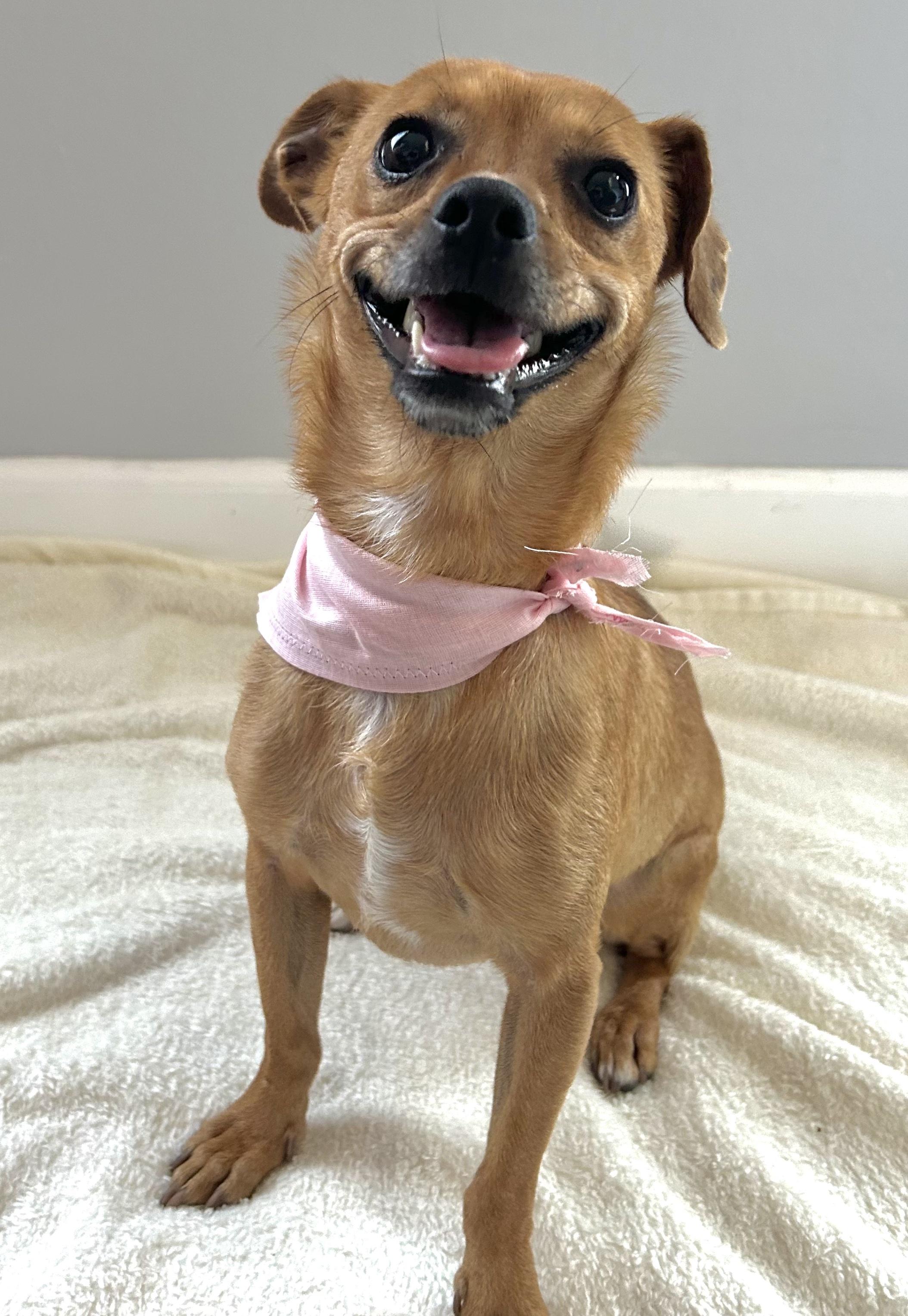 Enlarge Ruby & Rosie, an adopted mixed breed in Huntington Beach, CA image 3/6