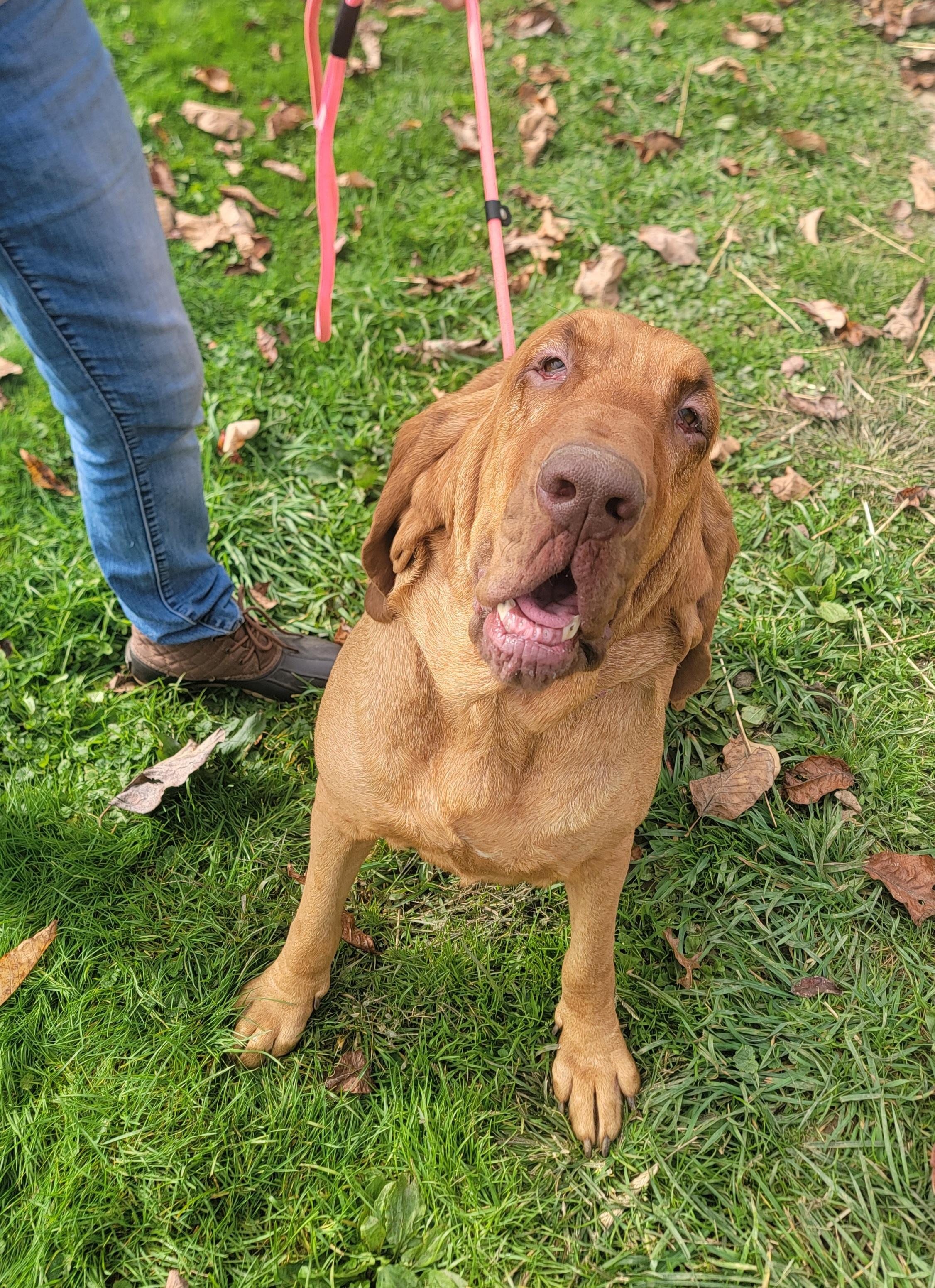Duchess, Adoptable, Adult Female Bloodhound.