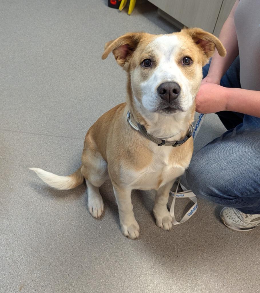 Rigby, Adoptable, Young Male Labrador Retriever & Mixed Breed.