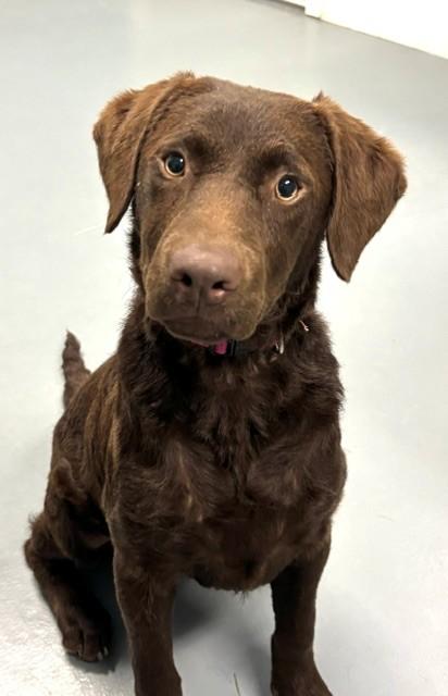 Enlarge Espresso, a Adopted mixed breed in Hawk Point, MO image 4/4