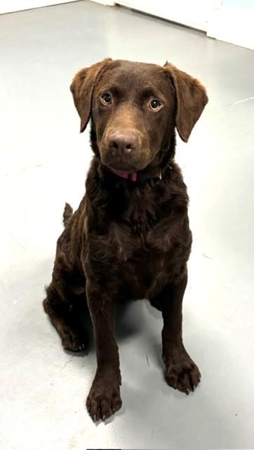 Enlarge Espresso, a Adopted mixed breed in Hawk Point, MO image 3/4