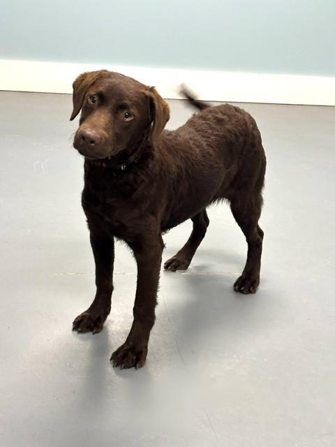 Espresso, Adopted, Puppy Female Chesapeake Bay Retriever & Mixed Breed.