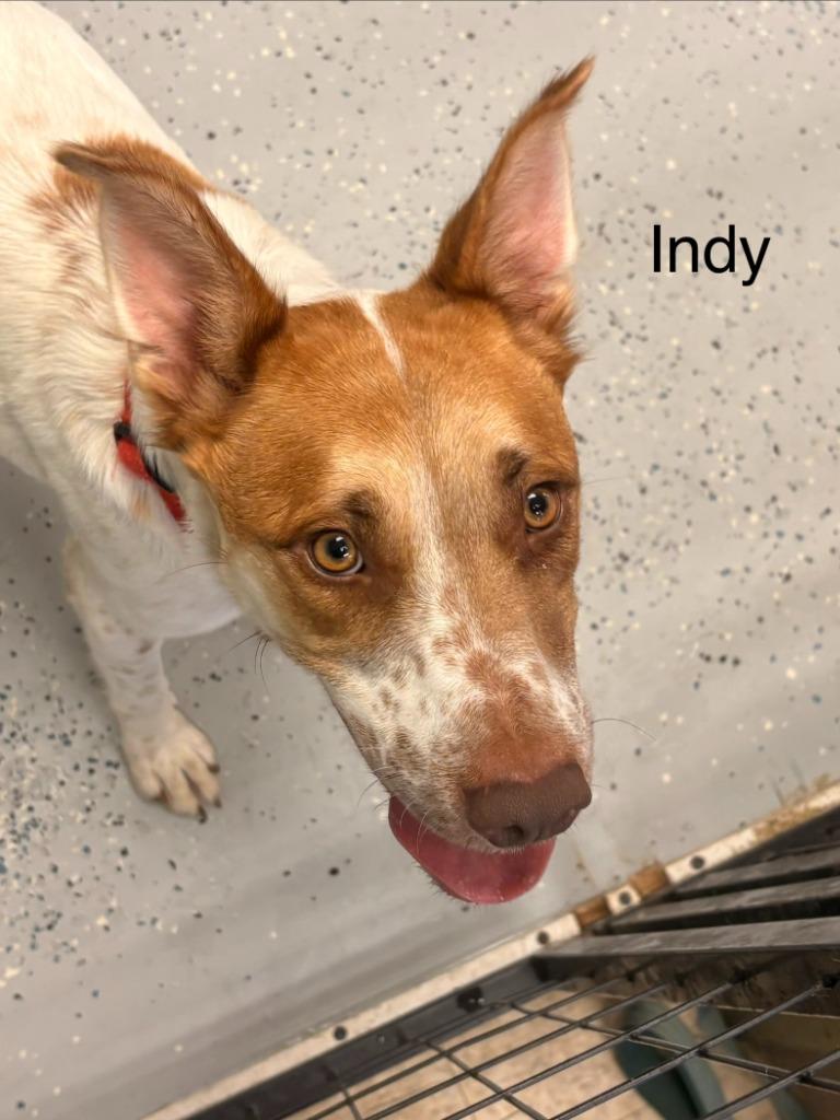 Enlarge Indy, a Adopted mixed breed in Heber City, UT image 1/2