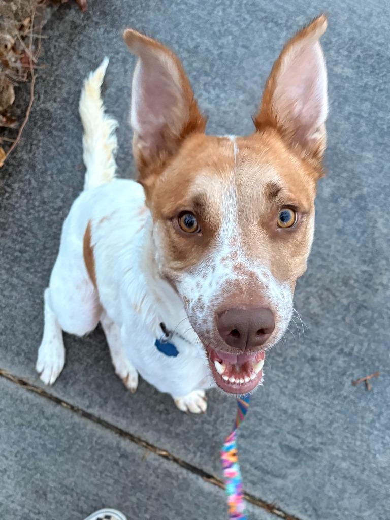 Enlarge Indy, a Adopted mixed breed in Heber City, UT image 2/2