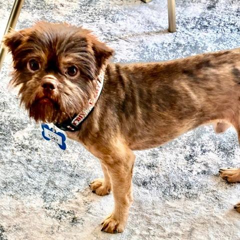 Toby, Adoptable, Adult Male Shih Tzu & Mixed Breed.