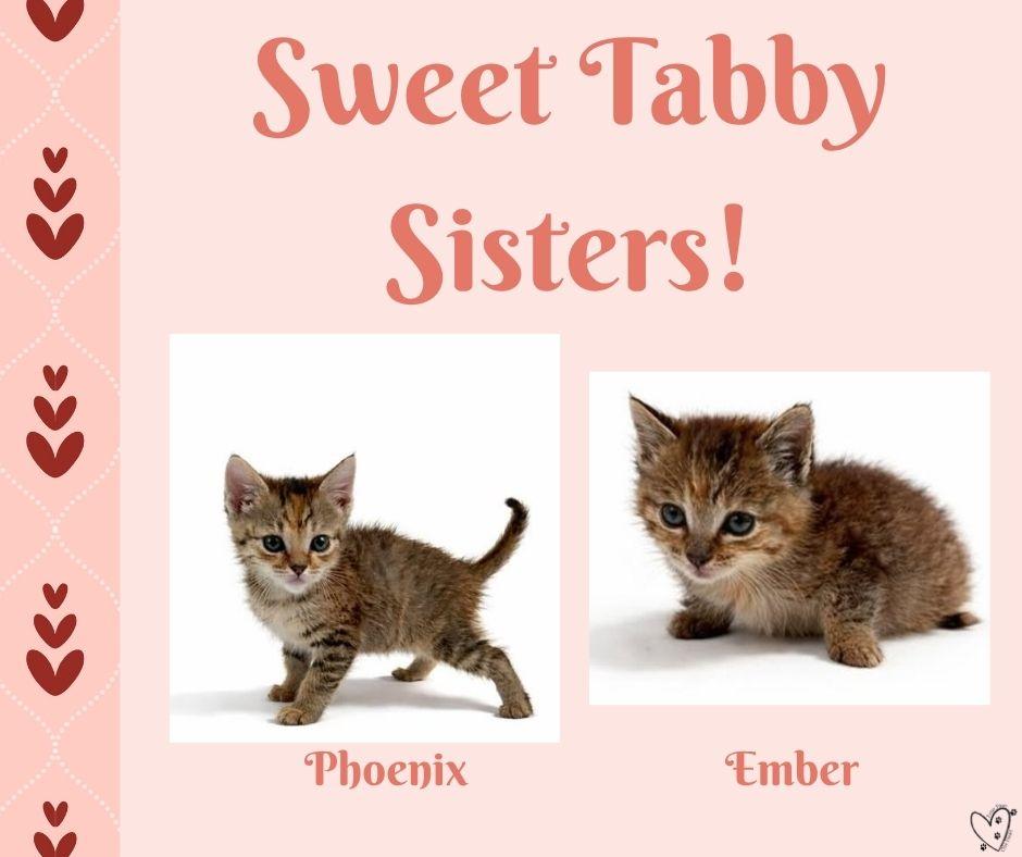 Enlarge Phoenix, a ADOPTABLE mixed breed in Trophy Club, TX image 5/5