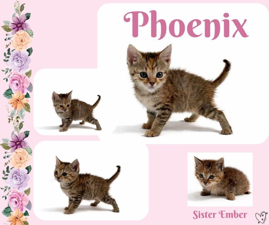 Enlarge Phoenix, a ADOPTABLE mixed breed in Trophy Club, TX image 4/5