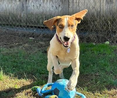 Tripp — thumbnail 4