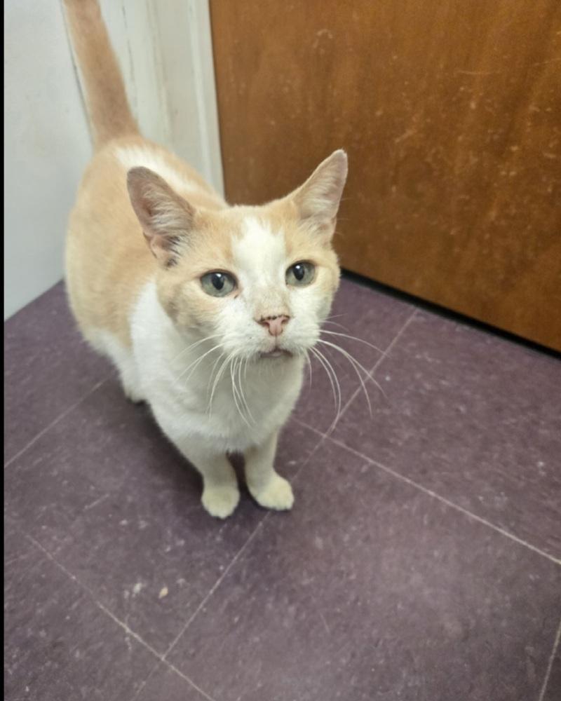 Danny, Adoptable, Adult Male Domestic Short Hair.