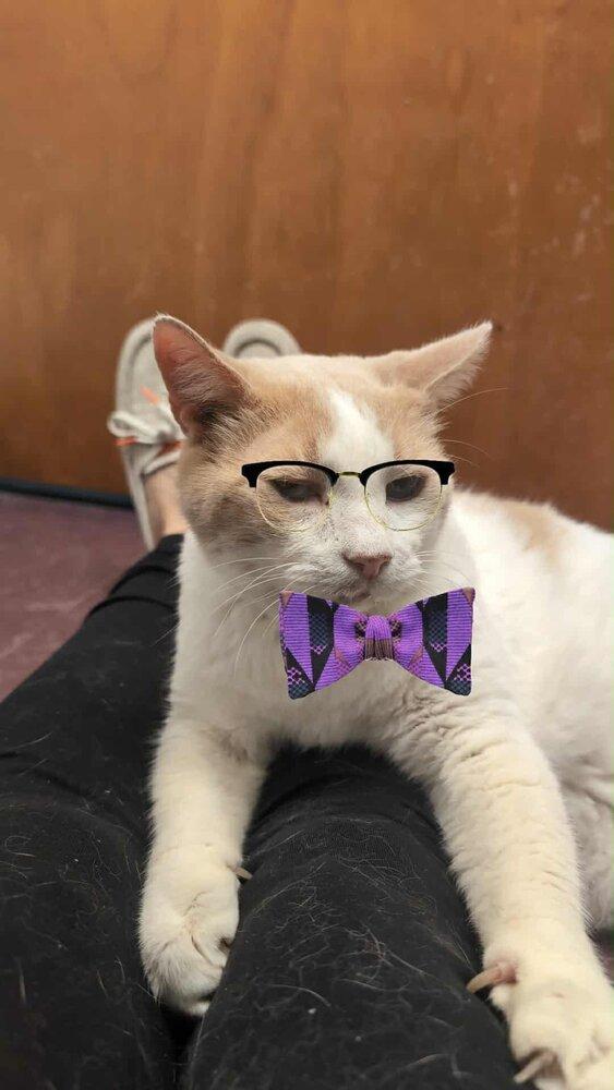 Enlarge Danny, a Adoptable Domestic Short Hair in Cary, NC image 2/6