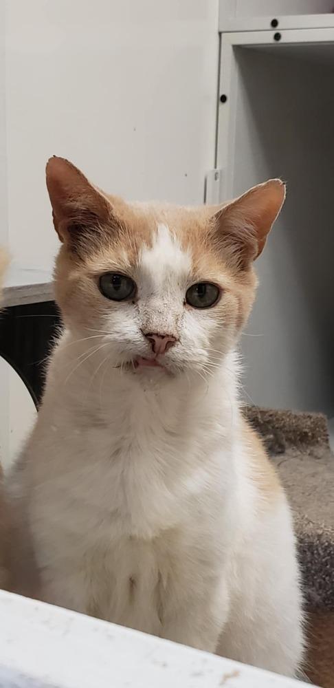 Enlarge Danny, a Adoptable Domestic Short Hair in Cary, NC image 3/6