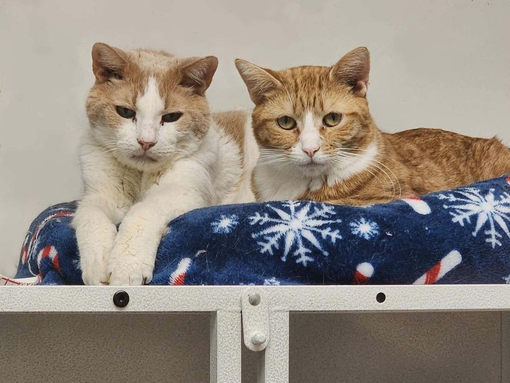 Enlarge Danny, a Adoptable Domestic Short Hair in Cary, NC image 4/6