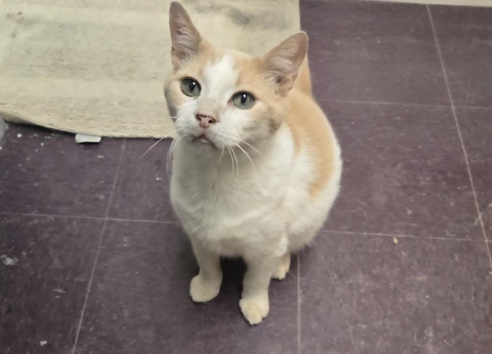 Enlarge Danny, a Adoptable Domestic Short Hair in Cary, NC image 5/6