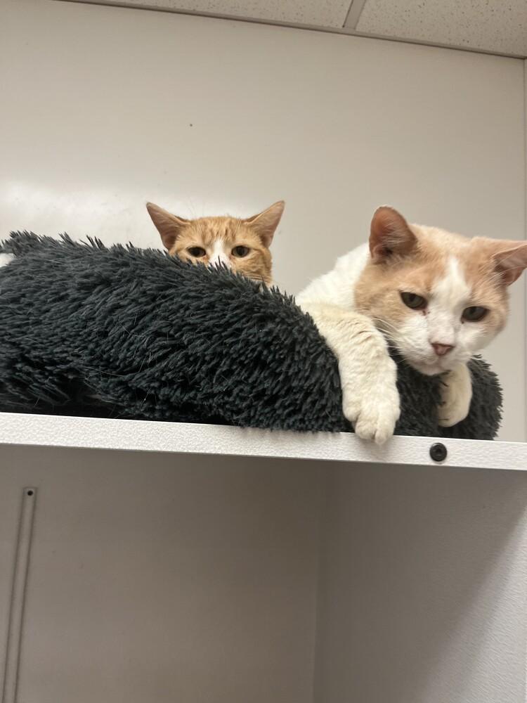 Enlarge Danny, a Adoptable Domestic Short Hair in Cary, NC image 6/6